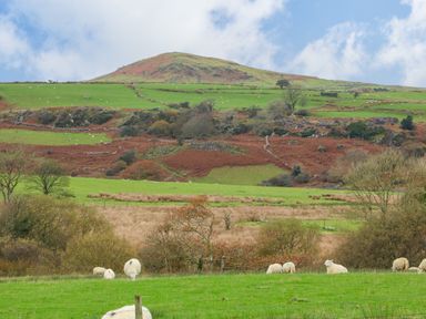 A rural landscape with sheep grazing on grassland and a hill in the background at Cefn-Yr-Efail in Golan near Porthmadog