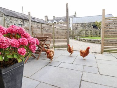 An outdoor patio area with wooden chairs and table pink flowers in a pot and four chickens on the ground at Isallt Llanfair near Harlech