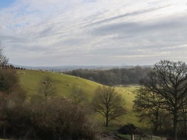 A hillside with sheep grazing and leafless trees under a cloudy sky at Hill Farm Cottage in Kerrys Gate near Abbey Dore