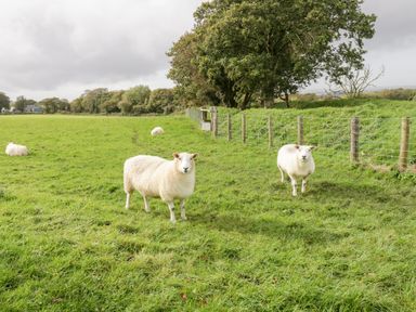 A green field with five sheep and a wire fence with trees in the background at Poppy Cottage in Caeathro near Caernarfon