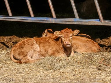 Two brown calves lying on hay under a metal structure
