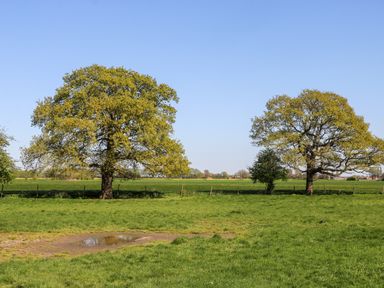 A green field with two large trees under a blue sky at 2 Pines Farm Cottages in Ulleskelf