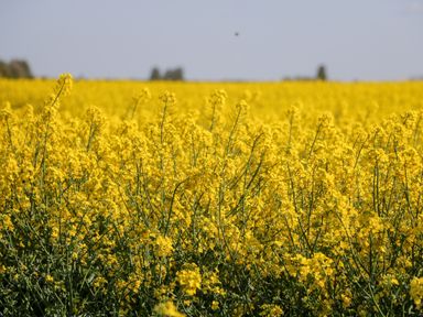 A field of yellow flowering plants under a clear sky at 2 Pines Farm Cottages Ulleskelf