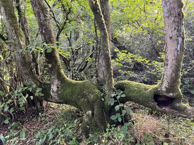 A moss-covered tree with multiple branches extending outward in a forest at Saddlers Cottage Berllandeg Farm Clunderwen near Narberth