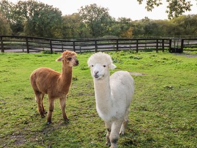 Two alpacas standing on grass with a wooden fence and trees in the background at Saddlers Cottage Berllandeg Farm Clunderwen near Narberth