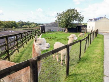 A fenced paddock with alpacas grazing near a tree and a building at Saddlers Cottage Berllandeg Farm in Clunderwen near Narberth