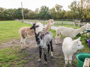 A group of alpacas standing on a patch of dirt and grass near a fenced pasture at Saddlers Cottage Berllandeg Farm Clunderwen near Narberth