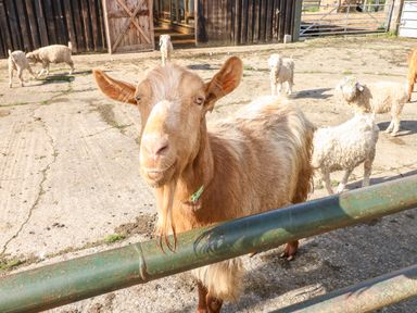 A goat standing behind a green metal fence with several sheep and a wooden barn in the background at Saddlers Cottage Berllandeg Farm Clunderwen near Narberth
