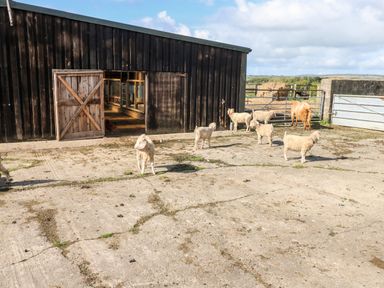 A farmyard with lambs a goat and a wooden barn with open doors at Saddlers Cottage Berllandeg Farm Clunderwen near Narberth