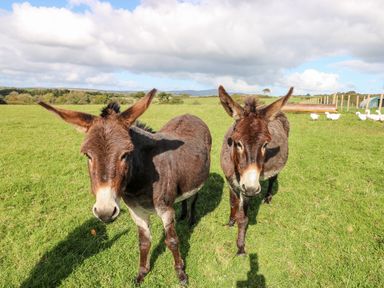 Two donkeys standing on grassy field with a fence and white birds in the background at Saddlers Cottage Berllandeg Farm Clunderwen near Narberth