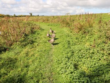 A grassy field with four geese on a green path surrounded by plants and shrubs in a rural area