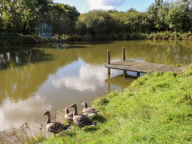 A pond with a wooden jetty and geese on the grassy bank at Saddlers Cottage Berllandeg Farm in Clunderwen near Narberth