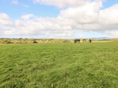 A grassy field with two horses grazing and trees in the distance at Saddlers Cottage Berllandeg Farm Clunderwen near Narberth
