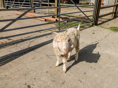 A goat standing on a concrete surface near a metal gate at Saddlers Cottage Berllandeg Farm Clunderwen near Narberth