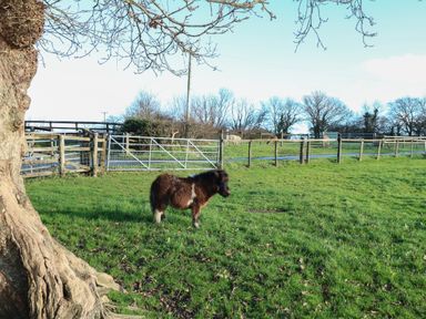 A grassy field with a small pony near a tree and fenced areas in the background at Saddlers Cottage Berllandeg Farm Clunderwen near Narberth