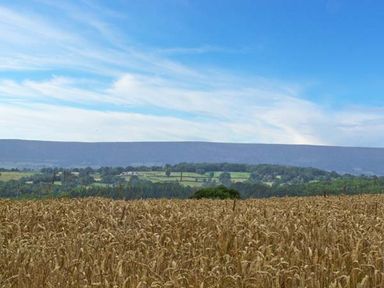A field of wheat with trees and hills under a blue sky at Bushmills Kerry's Gate near Abbey Dore