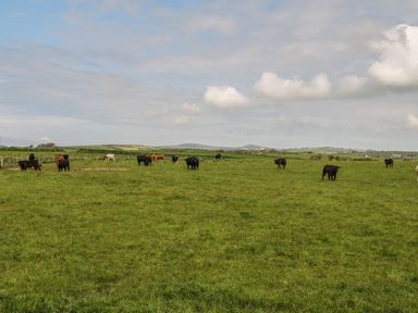 A green grassy field with cows grazing under a cloudy sky at Ty Fferm Bodlasan in Llanfachraeth near Valley