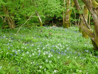 A forest floor covered with green plants and white and blue flowers and surrounded by trees at Hendre Aled Cottage 3 in Llansannan