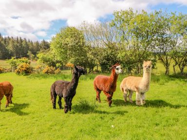 Three alpacas standing on grass with trees and bushes in the background at Moorgair Cottage in Slaley near Hexham