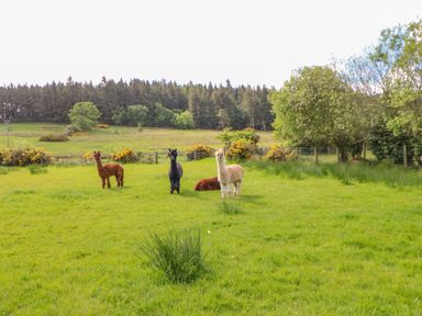 A field with four alpacas standing and sitting on grass with trees and a forest in the background at Moorgair Cottage in Slaley near Hexham