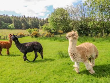 A grassy field with three alpacas and trees in the background at Moorgair Cottage in Slaley near Hexham