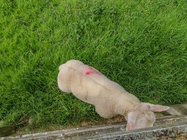 A lamb with a red mark on its back standing on grass behind a wooden fence at Moorgair Cottage in Slaley near Hexham