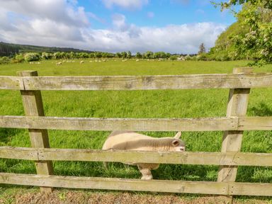A sheep behind a wooden fence in a green field with more sheep grazing in the distance at Moorgair Cottage in Slaley near Hexham