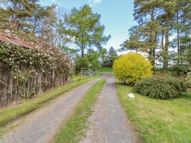 A gravel driveway with green grass separating the tracks flanked by bushes and trees at Moorgair Cottage in Slaley near Hexham