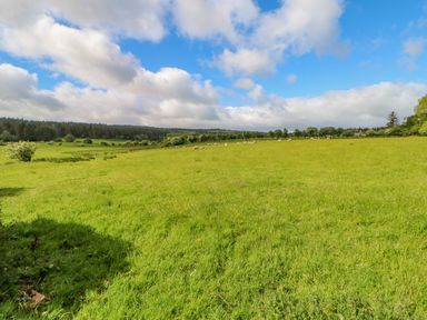 A field with grazing sheep and trees in the distance at Moorgair Cottage in Slaley near Hexham