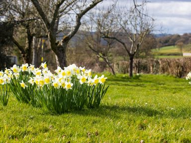 A cluster of daffodils blooming on green grass with leafless trees and fields in the background at Stargazer's Field House in Hardwicke near Hay-on-Wye