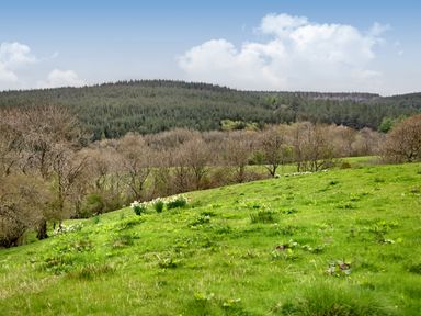 A green grassy hillside with scattered plants and trees with leafless branches in front of a forested hill under a partly cloudy sky