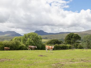A green field with three cows and trees with hills and cloudy sky in the background