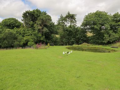 A grassy field with a small pond and ducks near trees at Blaenffynnon Bach in Trelech near Crymych