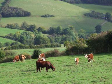 A field with cows grazing and trees in the background at The Old Dairy in Newnham-on-Severn