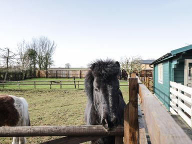 A black pony inside a fenced paddock near a green stable building at The Nook in Royal Wootton Bassett