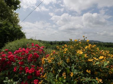 A garden with red and yellow flowers and green bushes under a cloudy sky at Wheelbarrow Cottage Stoke Prior near Leominster