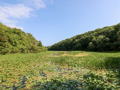 A body of water covered with lily pads surrounded by trees under a blue sky at Beekeeper's Cottage in Pembroke