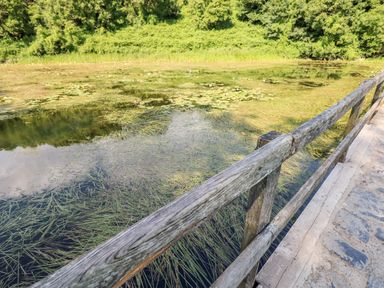 A wooden railing along the edge of a pond with aquatic plants and green trees in the background at Beekeeper's Cottage in Pembroke