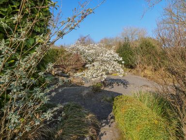 A garden with a flowering tree and various shrubs under a clear sky at Bluebell House and Gardens in Gurteenulla near Ballydehob County Cork