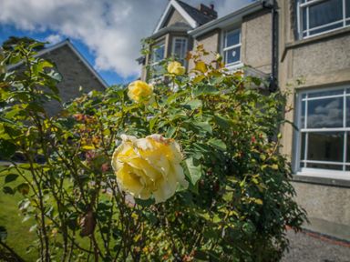 A yellow rose bush in front of a stone house with white framed windows at The Farm House in Bala