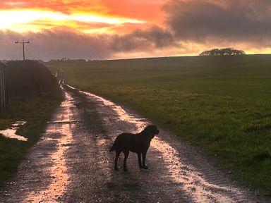 A dog standing on a dirt road at sunset at Keepers Cottage Winterborne Stickland
