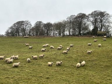 A field with sheep grazing at Rowdens Barn in Winterborne Stickland