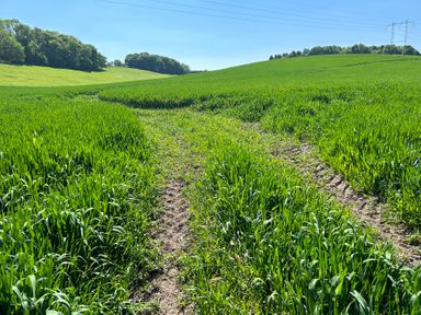 A field with green grass and tracks at Rowdens Barn in Winterborne Stickland