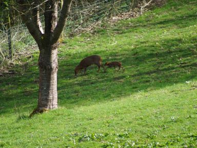 A grassy field with a tree and two deer grazing at Beautiful Cotswold View in Bourton-On-The-Water