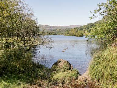 A lake with ducks swimming surrounded by trees and grassy banks at Church View in Ambleside