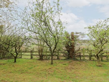 A garden area with several small trees and a wooden fence in the background at Bryn yr Haf in Llanfair Clydogau near Lampeter