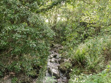 A small stream flowing through dense greenery with trees and ferns at Y Caban in Llechwedd The Conwy Valley