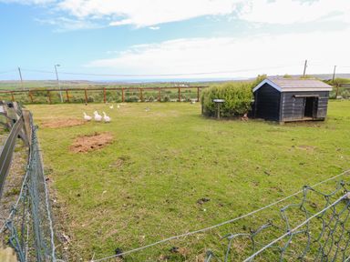 An enclosed grassy area with a small wooden shed and several geese at Island View in Ardmore County Waterford