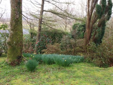 A garden area with trees, daffodils, and green grass at Bron Aber in Arthog near Dolgellau 