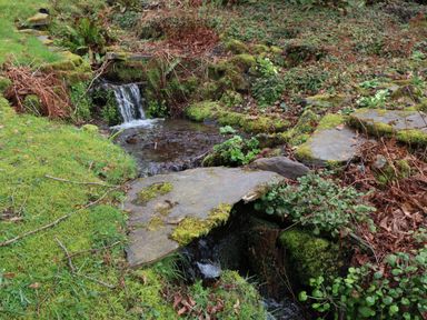 A small stream with moss covered rocks and plants in a natural setting at Bron Aber in Arthog near Dolgellau